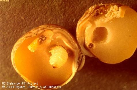 Pea weevil larva and damage.