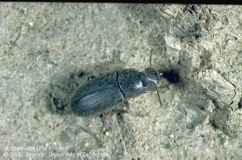 Adult darkling ground beetle.