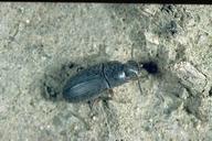 Darkling beetle