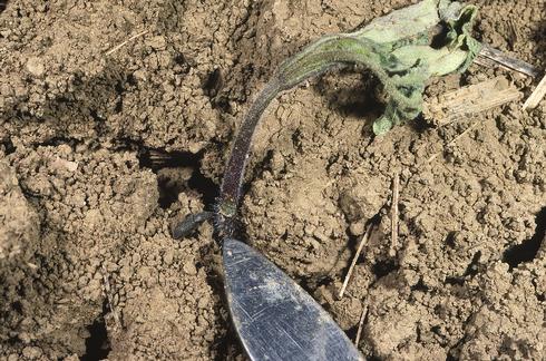 Adult darkling beetle feeding on a tomato seedling at the soil line.