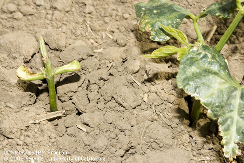 Lima bean seedling with stem and leaves chewed or torn off. Cool weather and/or dry soils can lead to tearing of leaves during development. This damage may also be caused by small mammals such as ground squirrels or rabbits, or invertebrates such as darkling beetles (<I>Blapstinus</I>) sp.