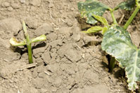 Darkling beetles damage, Lima bean seedling with stem and leaves chewed or torn off.