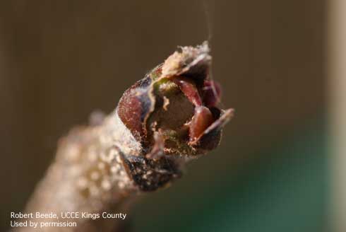 Feeding damage on dormant pistachio bud caused by darkling beetle, <i>Blapstinus</i> sp.