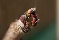 Feeding damage on dormant pistachio bud caused by darkling beetle, Blapstinus sp.