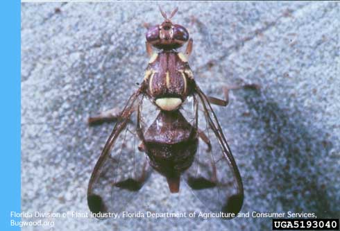 Adult melon fly, <i>Bactrocera cucurbitae</i> (Teprhitidae).