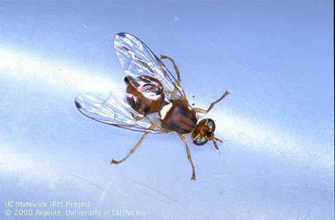 Adult olive fruit fly, <i>Bactrocera oleae</i>.