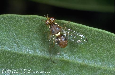 Olive fruit fly adult with pairs of black and white markings.