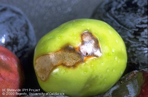 Olive fruit fly adult exit hole, epidermis 'window' from larval feeding.