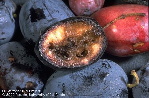 Olive with internal decay and feeding tunnels of olive fruit fly larvae.