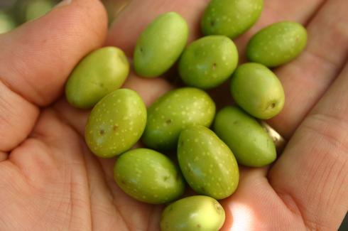 Brown spots on olive fruit made during egg-laying by olive fruit fly, <i>Bactrocera oleae.</i>.