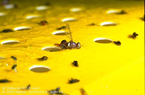 Olive fruit fly adult caught with other insects in a yellow sticky trap.