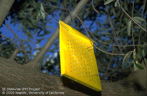 A yellow sticky insect trap hanging on an olive branch.