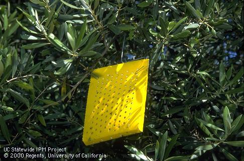 A yellow sticky insect trap hanging on an olive branch.