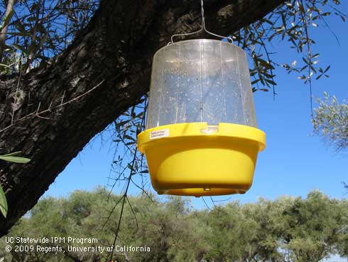 McPhail-type trap hung in an olive tree.