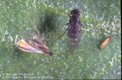 Adult fungus gnat, <i>Bradysia</i> sp. (left) and shore fly, <i>Scatella stagnalis</i>, resting on a leaf.