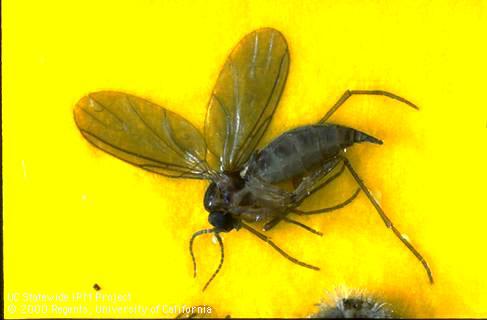 Adult fungus gnat.