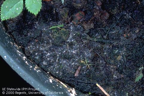 Crop damaged by fungus gnat larvae.