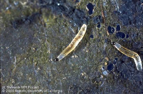 Larvae of a fungus gnat, <i>Bradysia</i> sp., feeding on the underside of a fallen leaf.