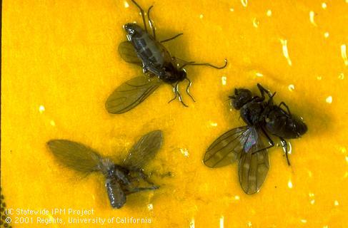 Adult moth fly, Psychodidae left; shore fly, <i>Scatella stagnalis</i> right; and fungus gnat, <i>Bradysia</i> sp. top, caught in a yellow sticky trap.