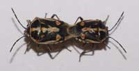 Adult female Bagrada bug, Bagrada hilaris, (left) and adult male (right).