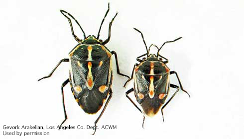 Adult Bagrada bugs, <i>Bagrada hilaris.</i>.