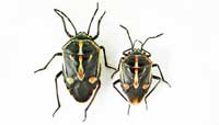 Adult Bagrada bugs: The female is larger than the male.