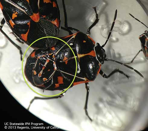 Smaller Bagrada bug, <i>Bagrada hilaris,</i> sitting on top of the larger harlequin bug, <i>Murgantia histrionica.</i>.