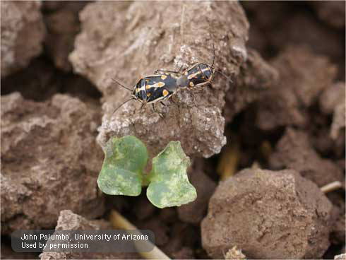 A broccoli cotelydon damaged by adult Bagrada bug, <i>Bagrada hilaris.</i>.