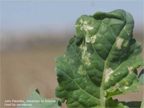 Broccoli leaf lesions caused by feeding of Bagrada bug, <i>Bagrada hilaris.</i>.