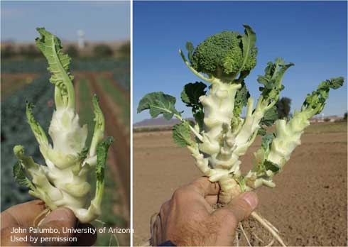 Broccoli damaged by feeding of Bagrada bug, <i>Bagrada hilaris.</i>.