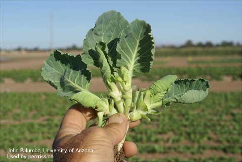 Cabbage seedling damaged by feeding of Bagrada bug, <i>Bagrada hilaris.</i>.