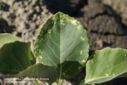 White spots on cauliflower leaves caused by feeding Bagrada bugs, <i>Bagrada hilaris.</i>.