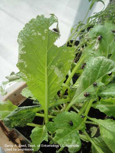 Feeding damage by Bagrada bug, <i>Bagrada hilaris,</i> on mustard greens.