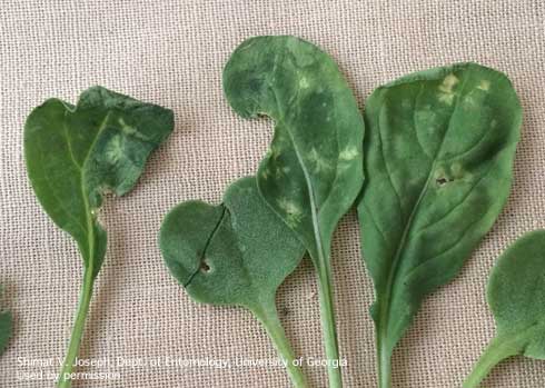 Starburst-shaped lesions on arugula leaves caused by Bagrada bug, <i>Bagrada hilaris</i>, feeding.