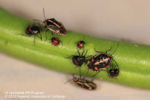 Adults and different nymphal instars of the Bagrada bug, <i>Bagrada hilaris.</i>.