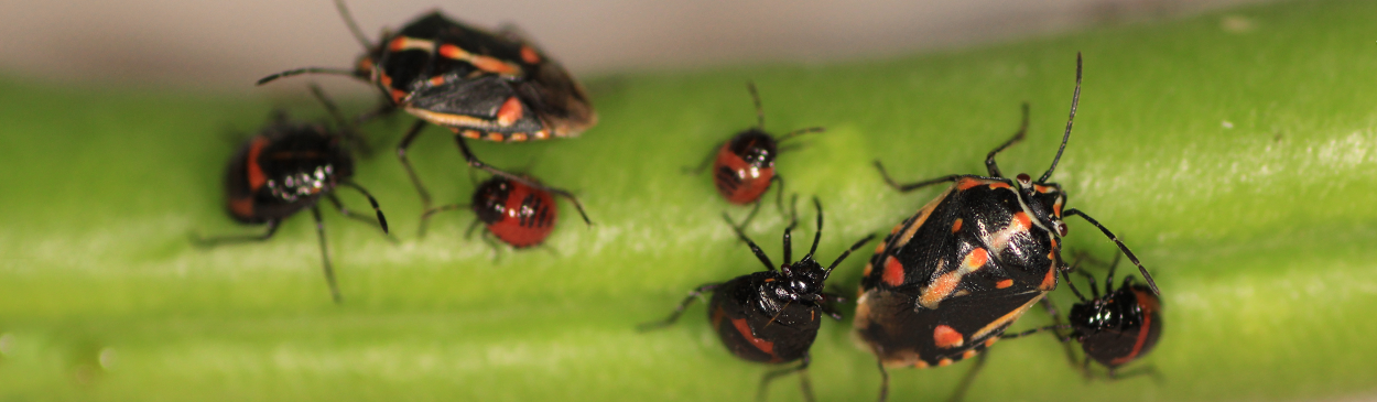 Adults and different nymphal instars of the Bagrada bug, Bagrada hilaris.