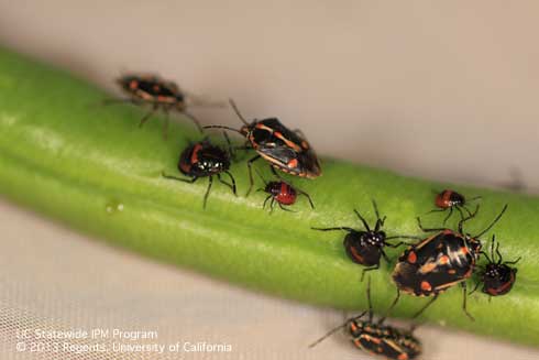 Adults and different nymphal instars of the Bagrada bug, <i>Bagrada hilaris.</i>.