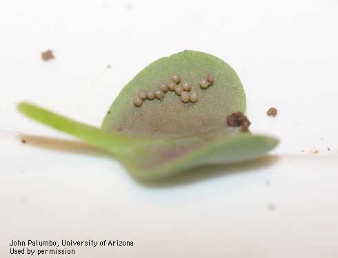 Eggs of Bagrada bug, <i>Bagrada hilaris.</i>.