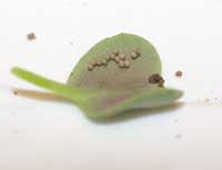 Bagrada bug eggs are often laid in clusters of several eggs.