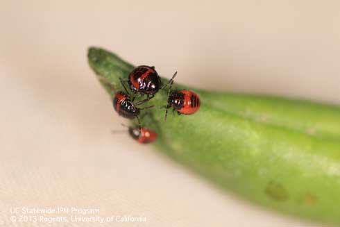 Young nymphs of the Bagrada bug, <i>Bagrada hilaris,</i> showing black and orange coloration. 