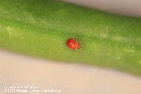 First instar nymph of the Bagrada bug, <i>Bagrada hilaris.</i>.