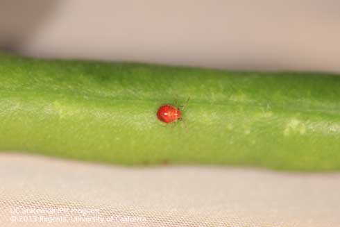 First instar Bagrada bug, <i>Bagrada hilaris.</i>.