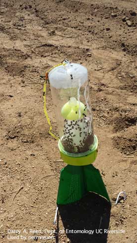 Pyramid trap for catching Bagrada bugs.