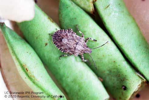 Adult four-humped stink bug, <i>Brochymena quadripustulata</i>, a beneficial predator.