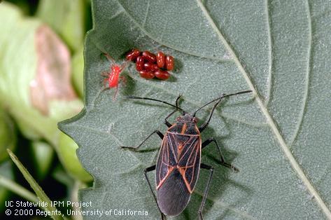 Colony of Western boxelder bug.