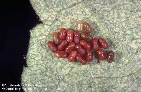 Egg of Western boxelder bug.