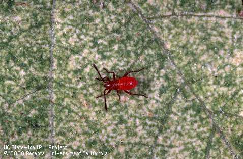 Nymph of western boxelder bug.