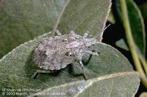 Adult rough shield bug.