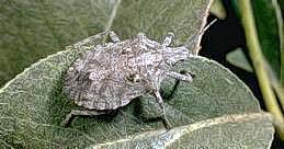 rough stink bug