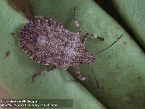 Adult rough stink bug, <i>Brochymena sulcata</i>.